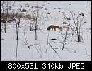   ,   
:  fox-0034.jpg
: 658
:  340,0 
ID:	59632
