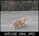   ,   
:  Cat1.JPG
: 228
:  28,8 
ID:	13820