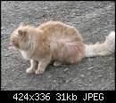   ,   
:  Cat3.JPG
: 199
:  31,2 
ID:	13822