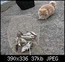   ,   
:  Cat4.JPG
: 451
:  37,2 
ID:	13823