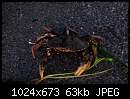   ,   
:  crab.jpg
: 854
:  63,4 
ID:	686657