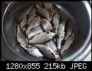   ,   
:  fish 28-02-2016.jpg
: 1439
:  214,7 
ID:	518080