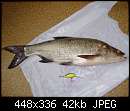   ,   
:  fish.JPG
: 520
:  41,5 
ID:	15036