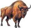Аватар для bizonUA