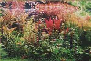 �������� ������������ ���������.