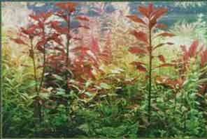 �������� ������������ ���������.