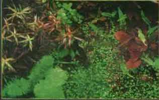 �������� ������������ ���������.