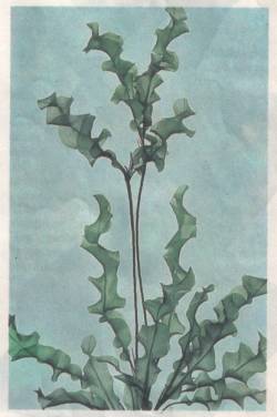 Aponogeton ulvaceus Baker .