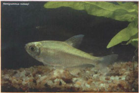 Hemigrammus rodwayi.