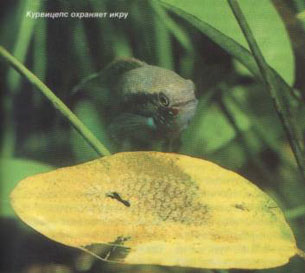 ��������� �������� ����, ���������� �� ���� ��������