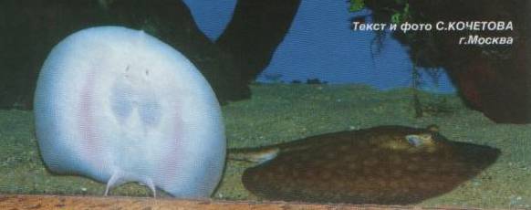 Пара пресноводных скатов Potamotrygon pauckei