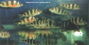 Haplochromis obliquidens.