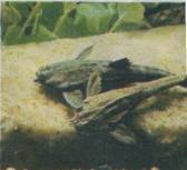 ����������� ��������� (Bunocephalus bicolor)