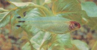 ����������� ������ (Hemigrammus bleheri Gery-Mahnert, 1984)