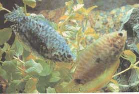 ��������� ������.