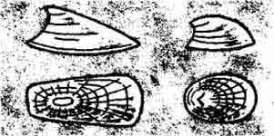 ������� ������ (Acroloxus lacustris) - ����� � �������� ������ (Ancylus fluviatilis).