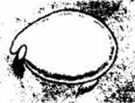 ��������� (Cypridopsis vidia).